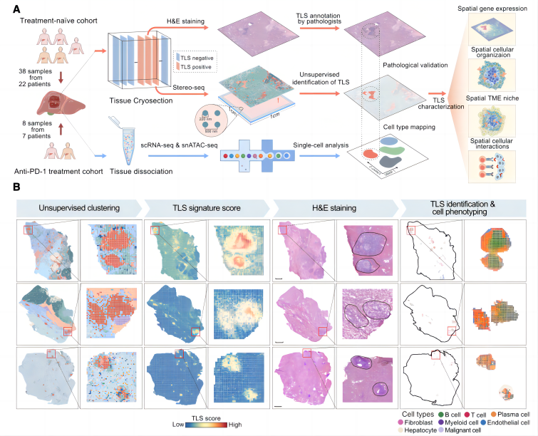 Fig2_Figure 1A-B from Tang et al. (2025)250905